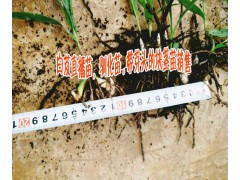 白芨直播苗(15924791418)◆白芨直播苗◆白芨直播技術圖3