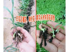 供應(yīng)【白芨/黃精種子種苗/白芨苗/直播苗，馴化苗,帶芽頭塊莖圖1