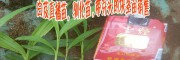 白芨種苗多少錢一公斤|白芨/黃精種子種苗/白芨苗/直播苗圖片