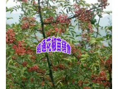 青花椒小苗%優(yōu)質(zhì)青花椒小苗出售信息圖2