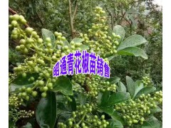 青花椒小苗%優(yōu)質(zhì)青花椒小苗出售信息圖3