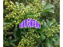 青花椒小苗銷售價(jià)格是多少？圖2