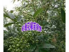 【云南青花椒苗苗圃】青花椒小苗批發(fā)廠家報(bào)價(jià)圖3