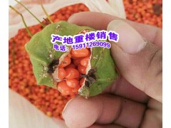 華重樓與滇重樓有什么不同?華重樓，南重樓，滇重樓圖3