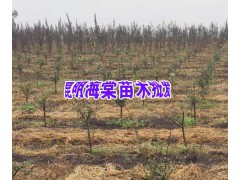 昆明附近紫丹參、巒樹、海棠、油桃種植基地_昆明哪里有紫丹參圖2