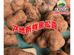 2019云南黑松露出售@黑松露產(chǎn)地(藥用價(jià)值)圖2