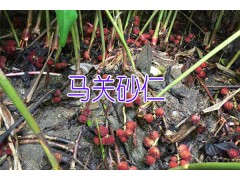 砂仁種植基地_馬關(guān)縣砂仁種植基地圖2