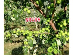 產(chǎn)地臺灣大青棗|臺灣大青棗種植基地087164155848圖3