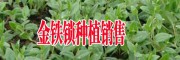 云南金鐵鎖種植銷售價(jià)格