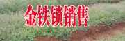 金鐵鎖種植技術(shù)#金鐵鎖圖片