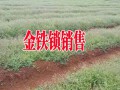 金鐵鎖又叫獨(dú)定子#昆明金鐵鎖種子種植銷售供應(yīng)商