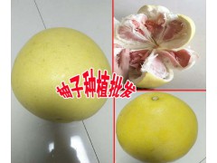 |云南紅肉柚子產(chǎn)區(qū)|柚子是什么季節(jié)的水果|屏邊柚子價格圖3