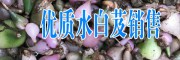 什么是水白芨藥材(附圖)