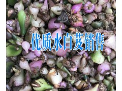 什么是水白芨藥材+云南水白芨圖片+現(xiàn)當(dāng)?shù)匕总竷r格（統(tǒng)貨）在800元圖2