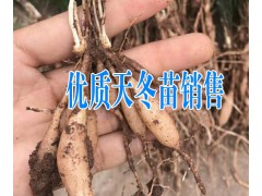 白芨近期行情保持平穩(wěn)運(yùn)行/白芨價(jià)格（統(tǒng)貨）在800元上下圖3