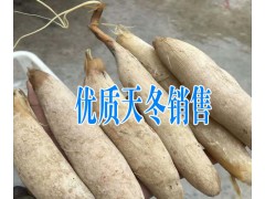 天冬（天門冬）中藥材種植|+昆明天冬/天門冬銷售圖2