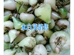 保山優(yōu)質(zhì)水白芨銷售+云南保山白芨哪里銷售圖3