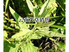 云南保山艾草哪里有銷售?艾草多少錢一斤圖2