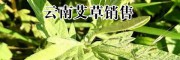 保山艾草藥材()_目前艾草批發(fā)價(jià)格+采購艾草