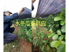 水冬瓜樹苗供應，產(chǎn)地：云南大理永平水冬瓜果苗基地圖2