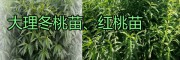 云南大理優(yōu)質(zhì)的果苗基地，冬桃苗、軟籽石榴苗|木瓜苗