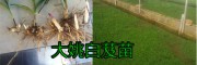 云南的白芨種苗價(jià)格是多少錢？?jī)?yōu)質(zhì)白芨種苗圖片