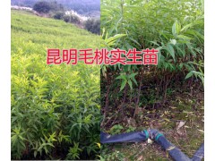 安寧實生山櫻桃苗批發(fā)銷售|昭通毛桃苗、核桃苗板栗苗銷售圖3