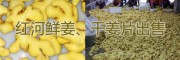 紅河州生姜、干姜片供應(yīng)產(chǎn)地，輻射昆明、玉溪的黃姜銷售網(wǎng)