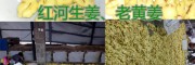 紅河優(yōu)質(zhì)中藥用干姜片批發(fā)價格，干姜片圖