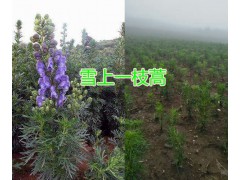 昆明雪上一支蒿種苗及種子銷售，云南雪山一支蒿基地圖2