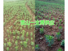 昆明草烏種植銷售基地，云南優(yōu)質(zhì)草烏供應(yīng)圖3