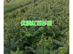 三年生紅豆杉樹苗多少錢一顆？云南40萬棵紅豆杉樹苗出售圖2