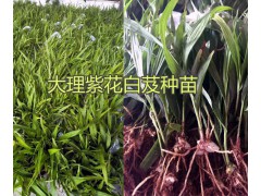 大理白芨苗價(jià)格是多少錢？彌渡白芨種植基地為你解答圖2