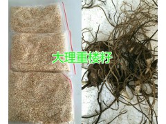 大理白芨苗價(jià)格是多少錢？彌渡白芨種植基地為你解答圖3