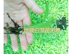 會澤白芨種苗批發(fā)優(yōu)質(zhì)小苗、馴化苗，白芨帶芽塊莖苗圖2