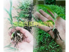 昭通白芨小苗、馴化苗現(xiàn)貨批發(fā)價格，會澤白芨成品出售圖3