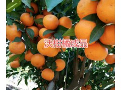 永勝沃柑橘苗批發(fā)#永勝油用牡丹銷售|麗江油用牡丹批發(fā)圖2