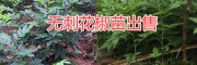 麗江無刺花椒苗銷售&大理無刺花椒苗批發(fā)