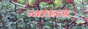 麗江大規(guī)模無刺花椒種植基地，永勝無刺花椒基地