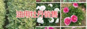 麗江油牡丹種植批發(fā)公司，永勝麗優(yōu)油用牡丹基地