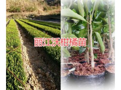 麗江沃柑橘苗一棵的價(jià)格是多少&麗江油牡丹批發(fā)圖2