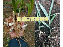 曲靖白芨種苗批發(fā)優(yōu)質(zhì)小苗、馴化苗，白芨帶芽塊莖苗圖2