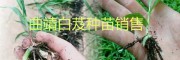 曲靖白芨小苗、馴化苗，白芨帶芽塊莖苗批發(fā)基地