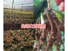 曲靖紫花白芨苗種植基地，白芨栽培合作社圖2