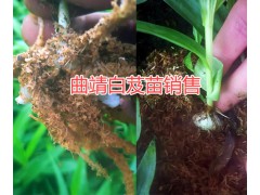 曲靖白芨種植技術(shù)&曲靖哪的白芨苗好？圖2