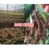 曲靖白芨種植技術(shù)&曲靖哪的白芨人工種植苗好？