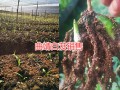 云南白芨種子苗價(jià)格信息，曲靖白芨種植合作社信息