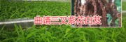 曲靖白芨生產(chǎn)基地#云南哪的白芨合作社大