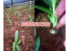 云南白芨苗價格哪里的質(zhì)量好？曲靖大型白芨生產(chǎn)種植農(nóng)場圖1