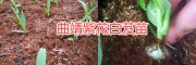 云南白芨苗大棚種植技術(shù)，曲靖白芨生產(chǎn)